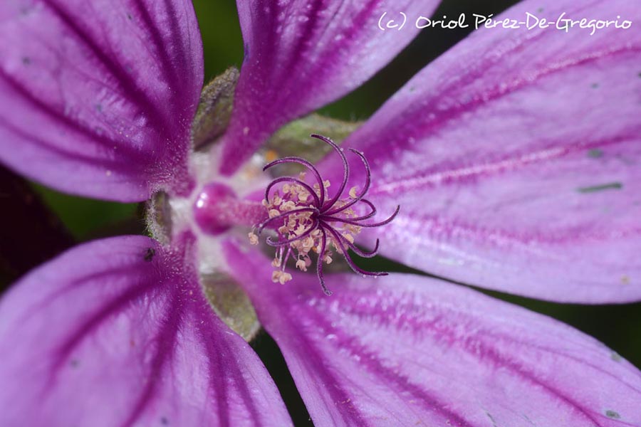 Malva sylvestris (grande mauve)