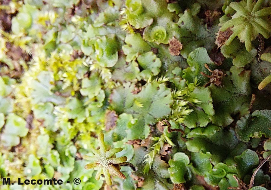 Marchantia polymorpha (hépatique des fontaines)