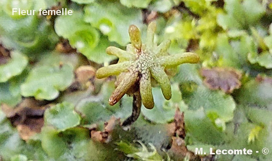 Marchantia polymorpha (hépatique des fontaines)