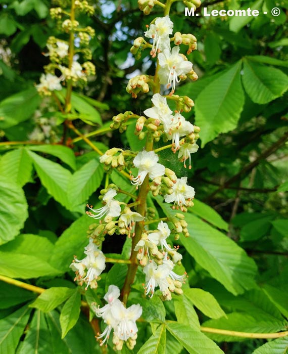 Aesculus hippocastanum
