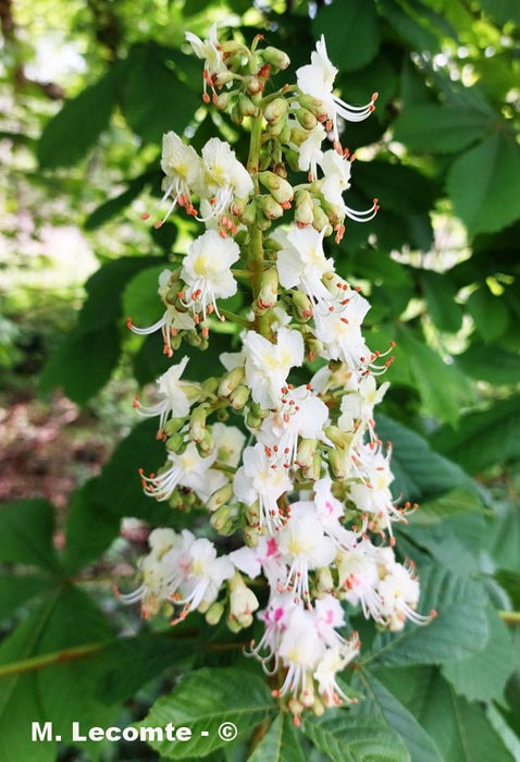 Aesculus hippocastanum