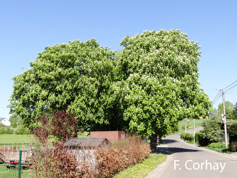 Aesculus hippocastanum