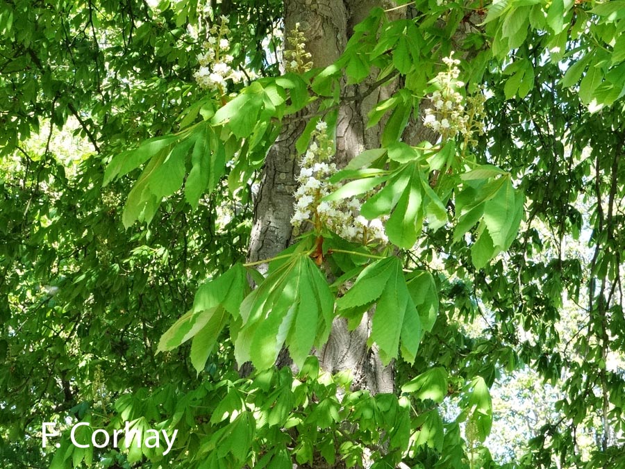 Aesculus hippocastanum