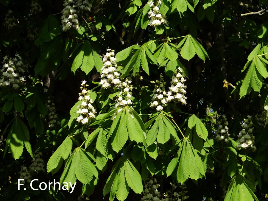 Aesculus hippocastanum