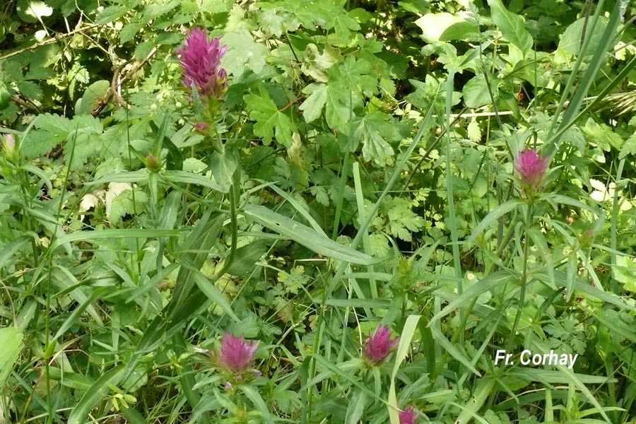 Melampyrum arvense