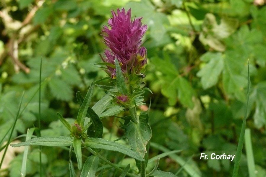 Melampyrum arvense