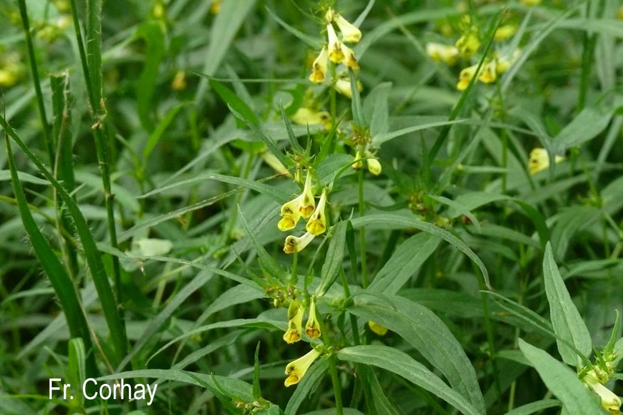 Melampyrum pratense