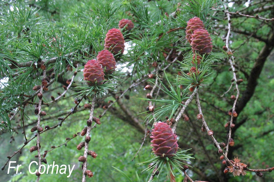 Larix kaempferi