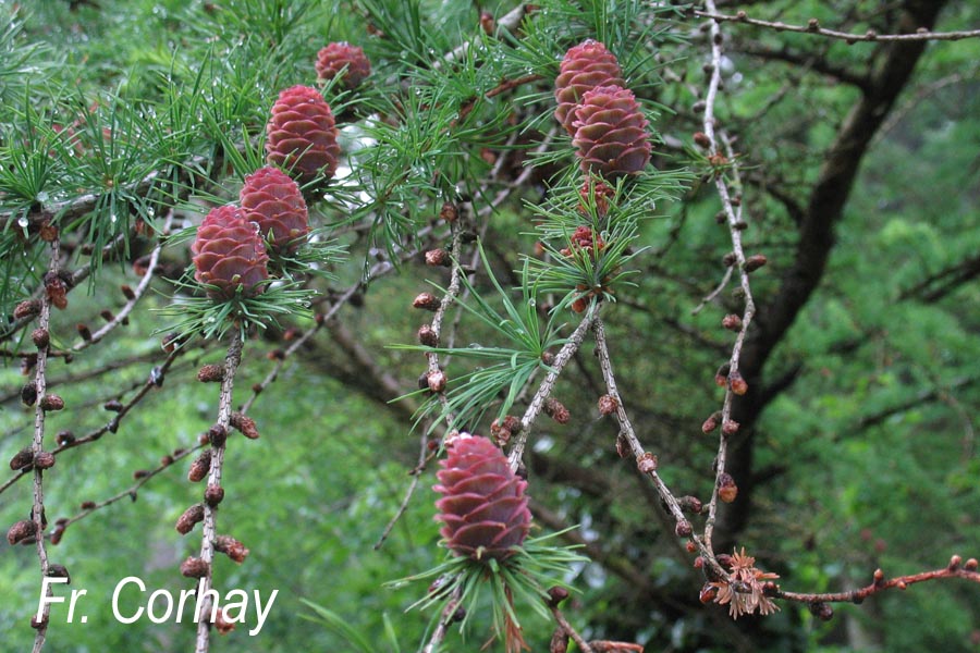 Larix kaempferi