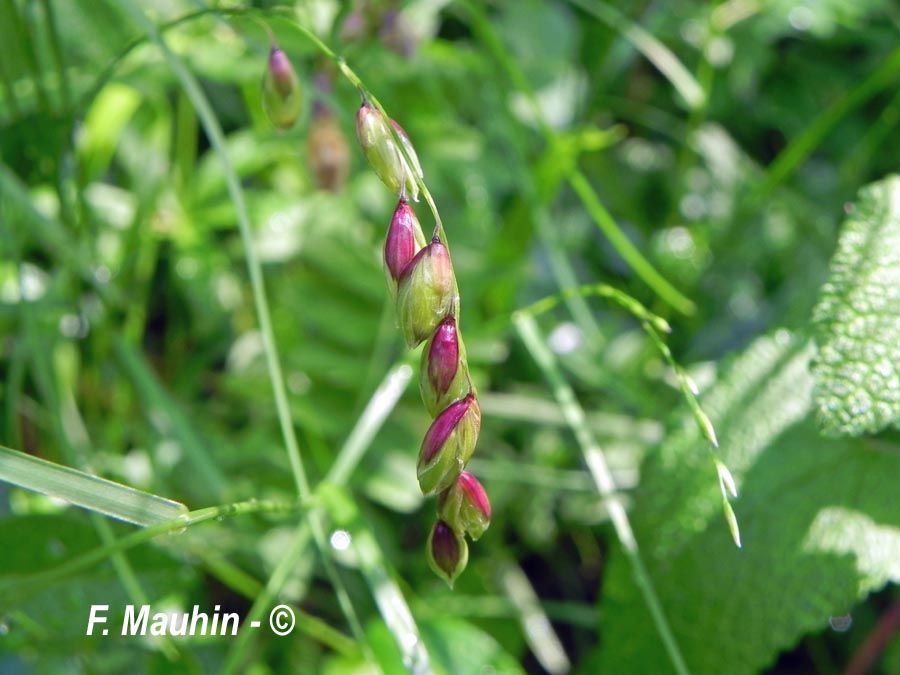Melica nutans