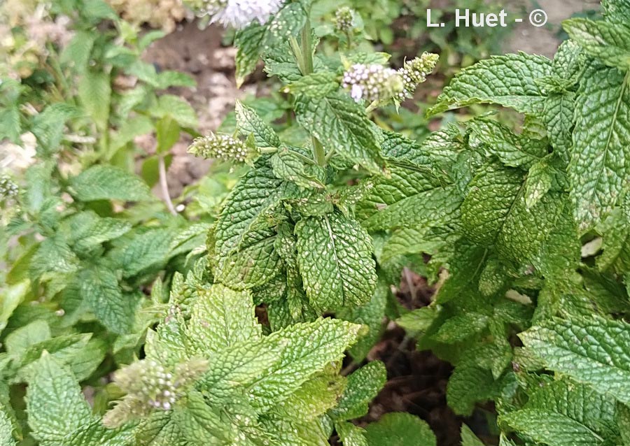 Mentha suaveolens