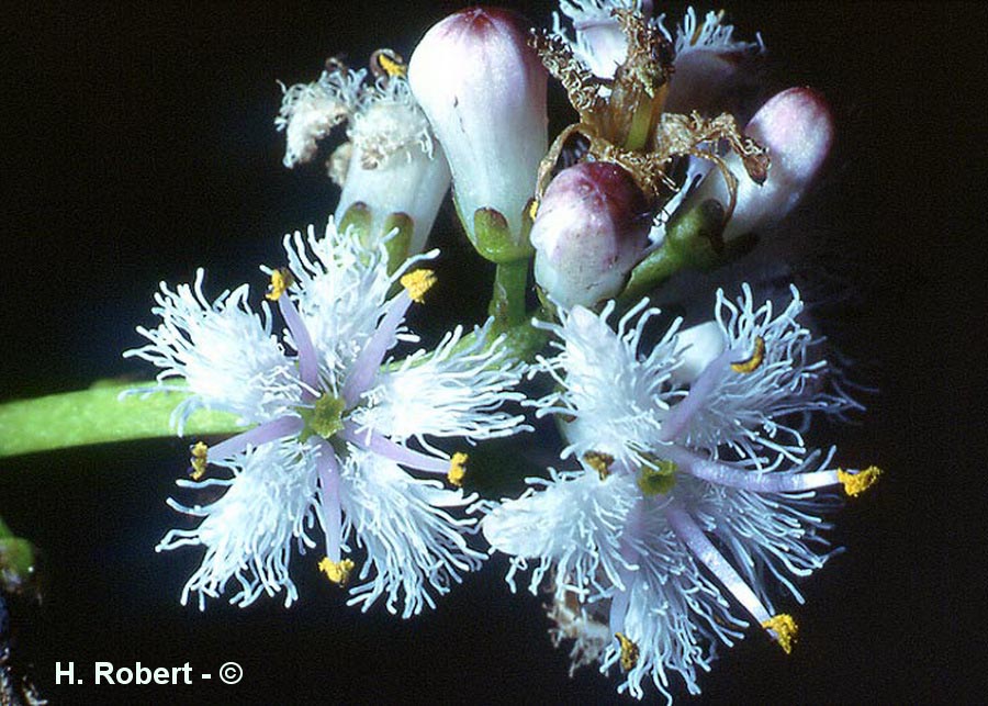Menyanthes trifoliata (menyanthe trifolié)