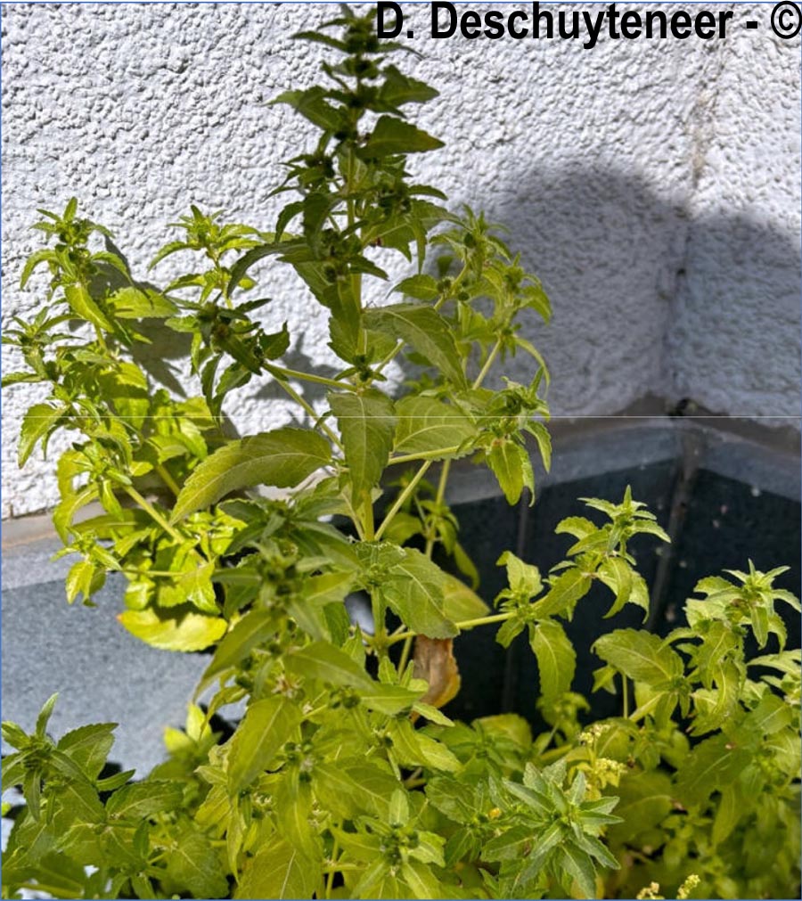 Mercurialis annua (mercuriale annuelle)