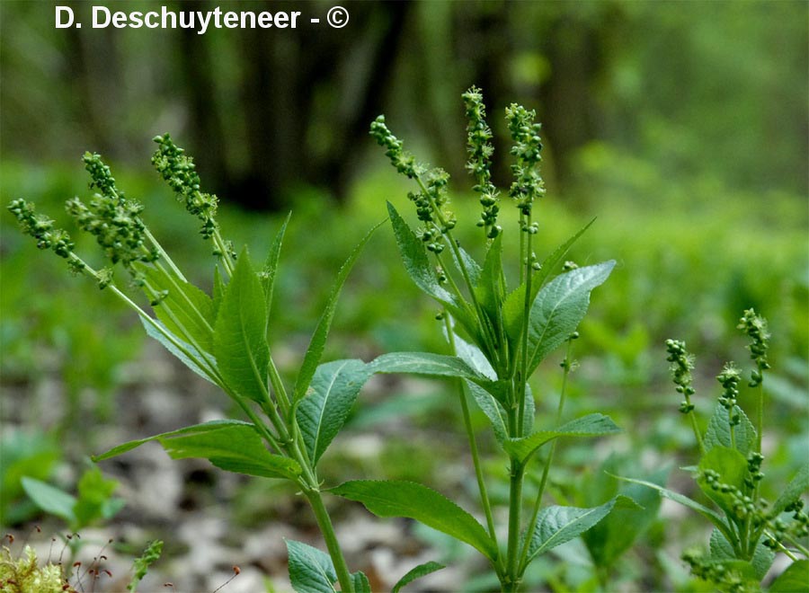 Mercurialis perennis (mercuriale vivace)