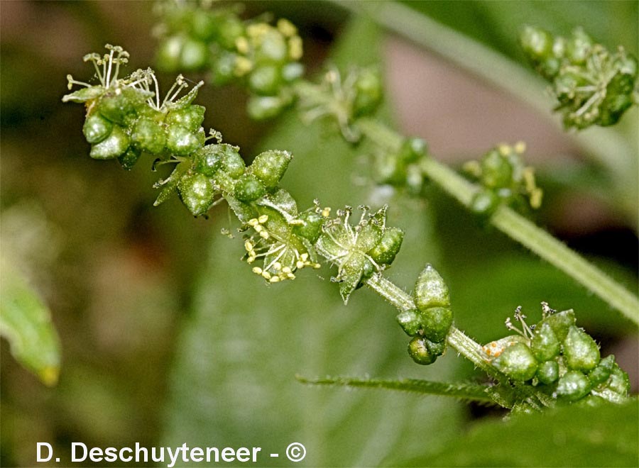 Mercurialis perennis (mercuriale vivace)