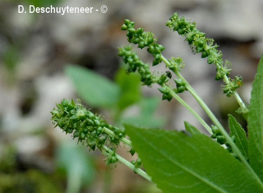 Mercurialis perennis (mercuriale vivace)
