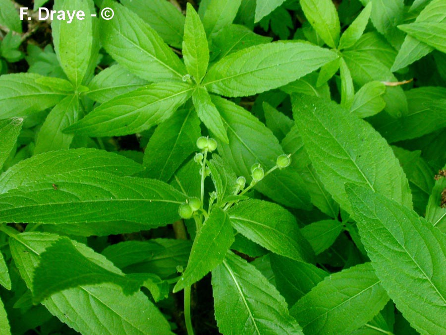 Mercurialis perennis (mercuriale vivace)