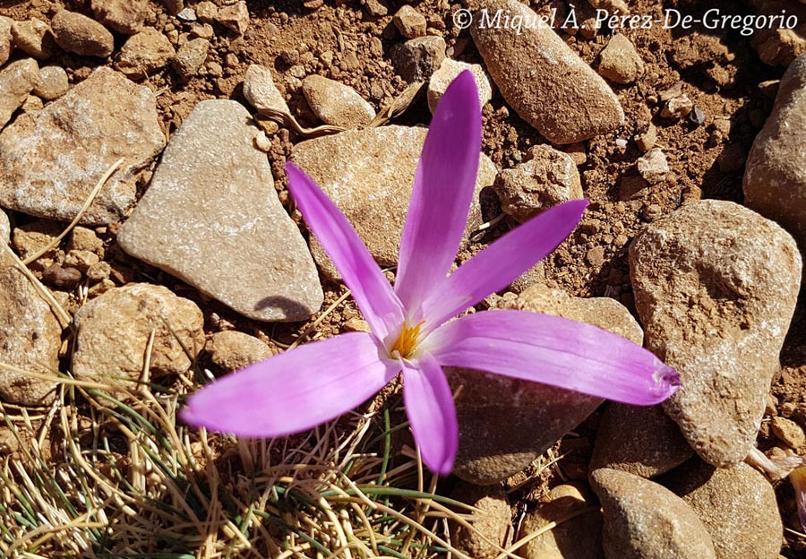 Colchicum montanum