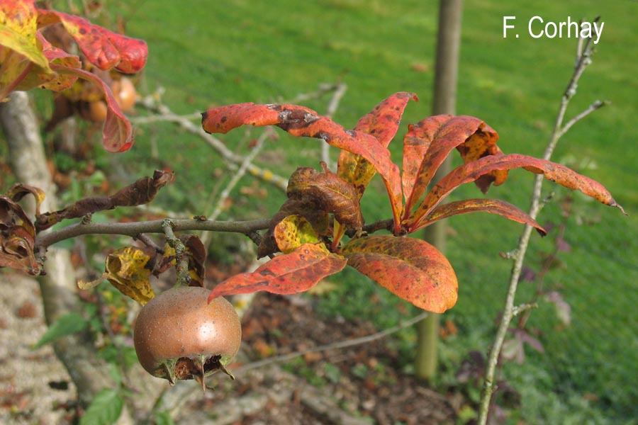 Mespilus germanica