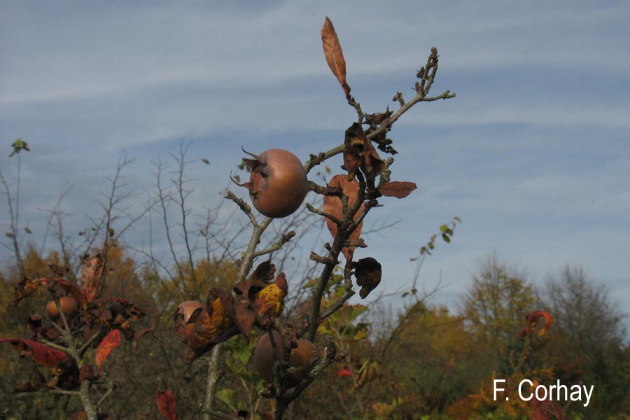 Mespilus germanica