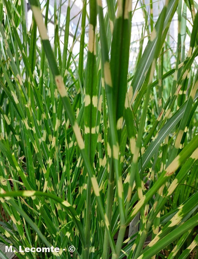 Miscanthus sinensis (herbe-à-éléphant de Chine, Miscanthus de Chine)