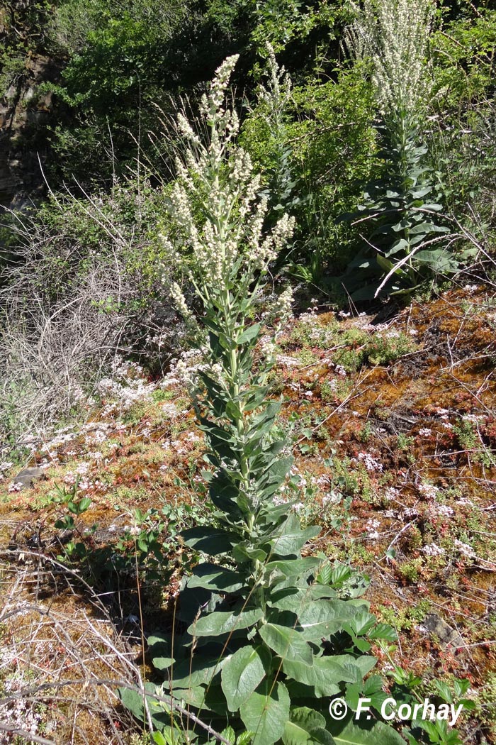 Verbascum lychnitis