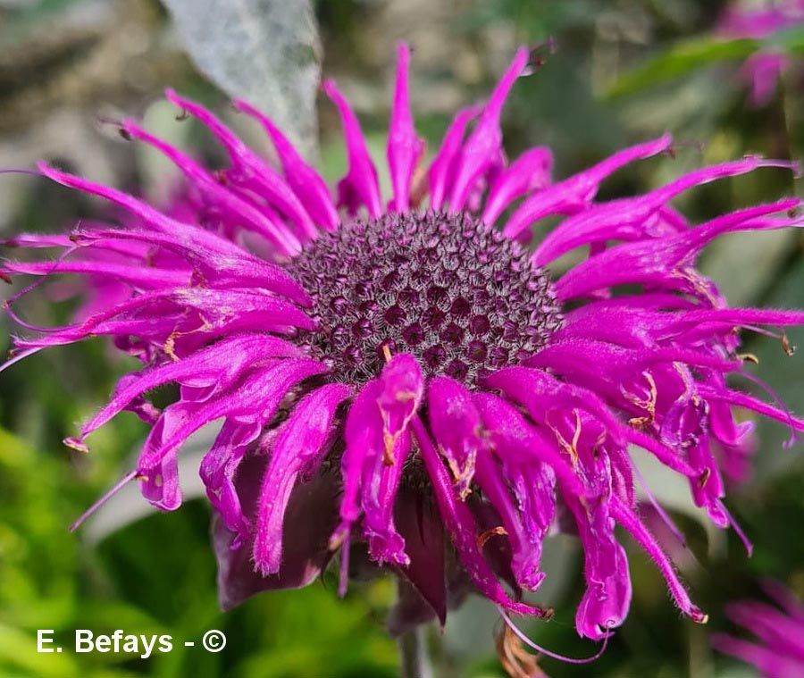Monarda x didyma (monarde didyma)