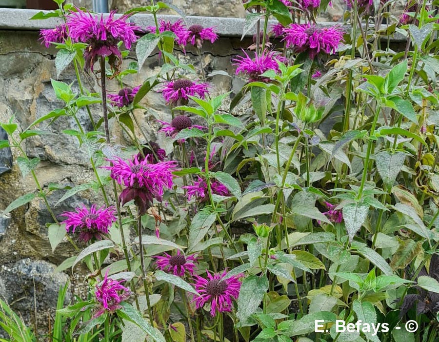 Monarda x didyma (monarde didyma)