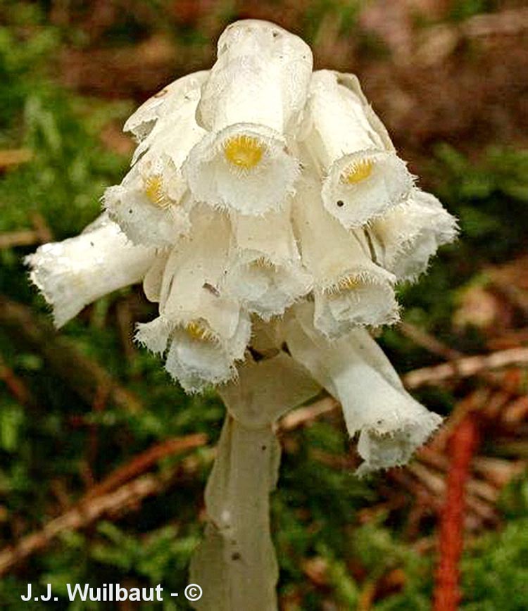Monotropa hypopitys (monotrope suce-pin)