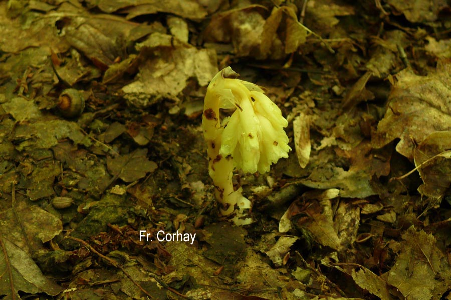 Monotropa hypopitys