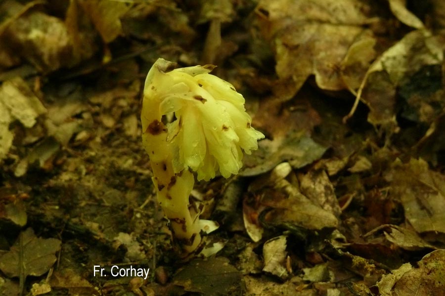 Monotropa hypopitys