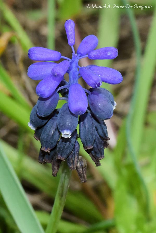 Muscari neglectum