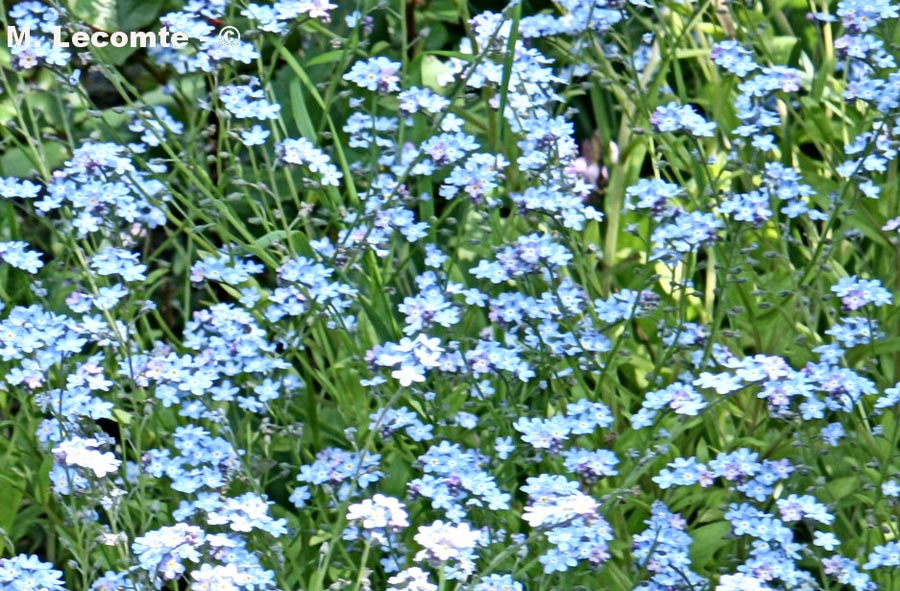Myosotis sylvatica