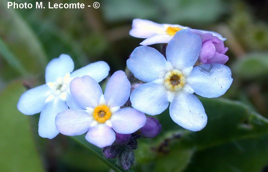 Myosotis sylvatica