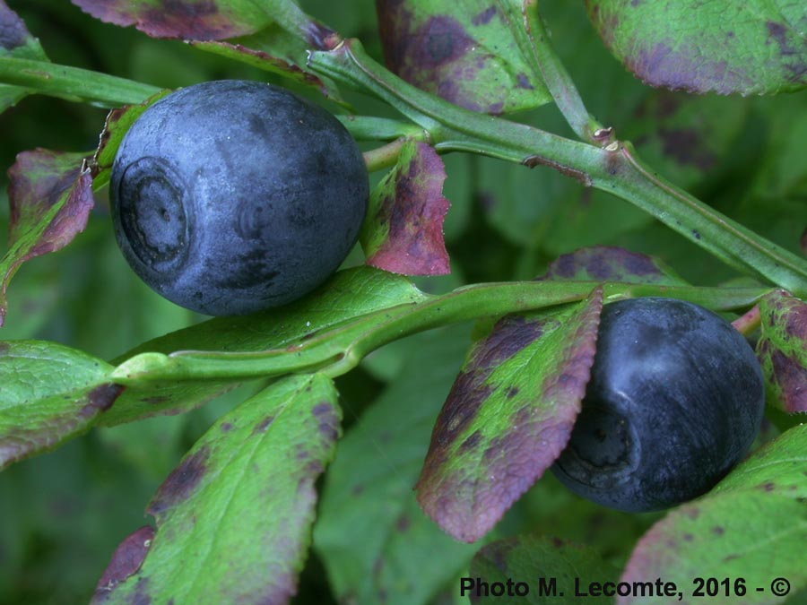 Vaccinium myrtillus