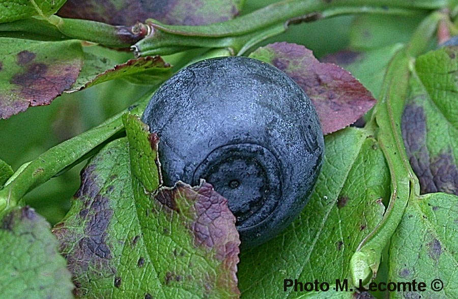 Vaccinium myrtillus