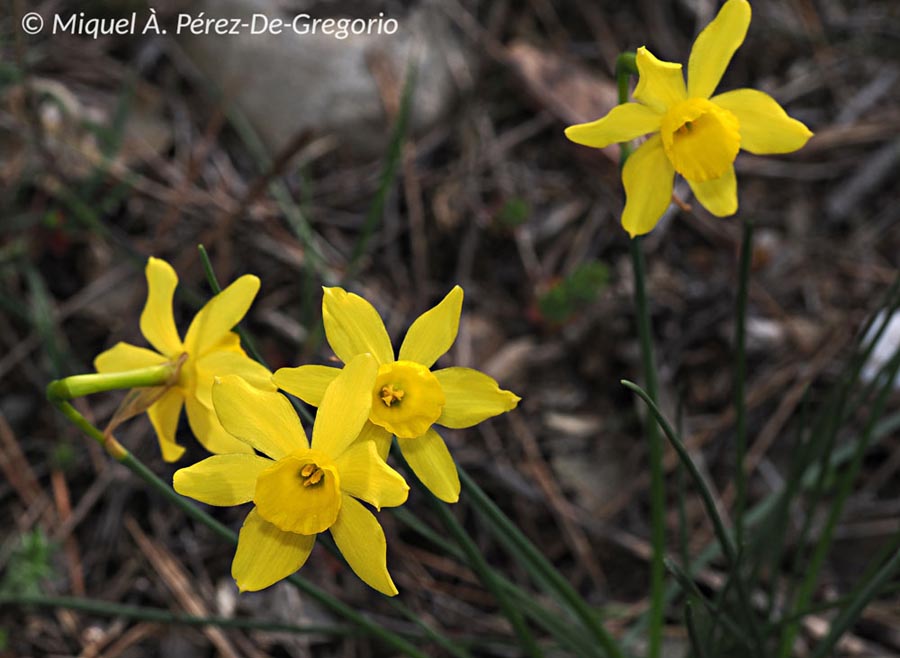 Narcissus assoanus