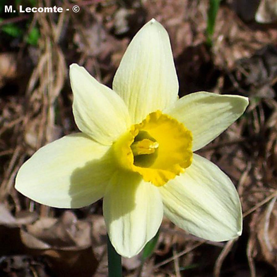 Narcissus pseudonarcissus
