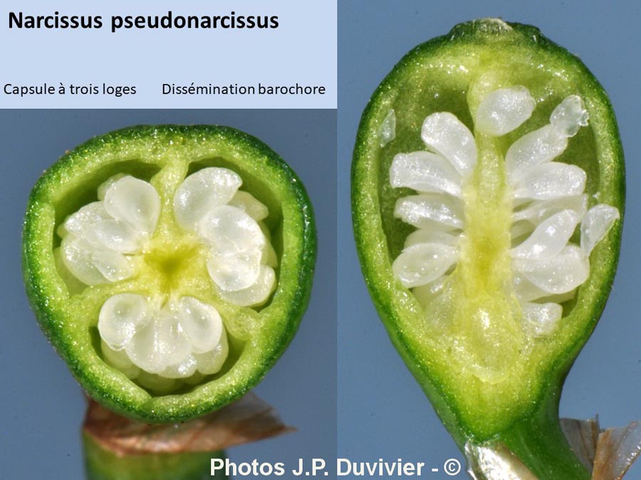 Narcissus pseudonarcissus