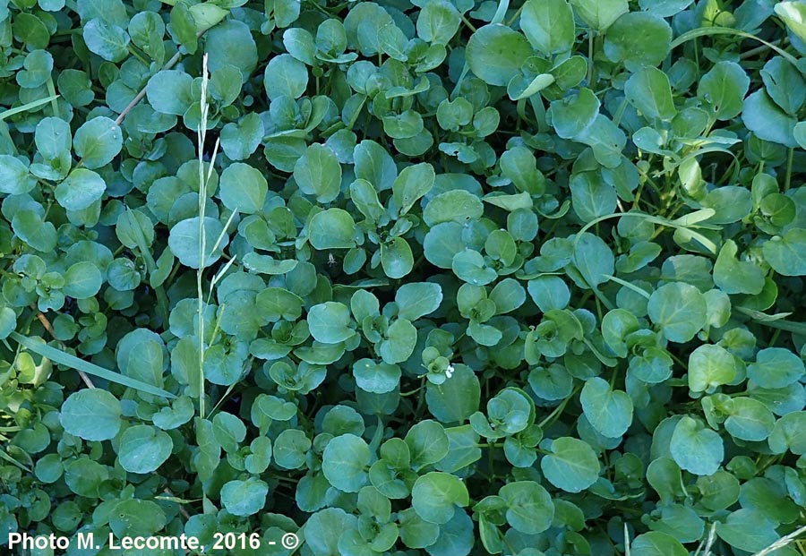 Nasturtium officinale