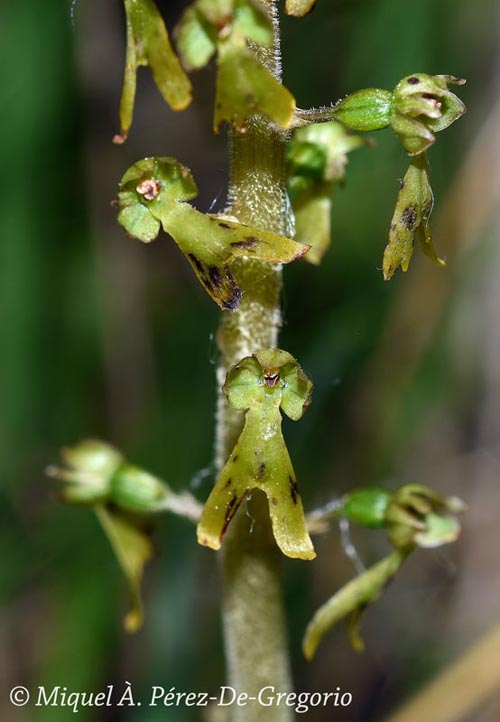 Neottia ovata (listère à feuilles ovales)