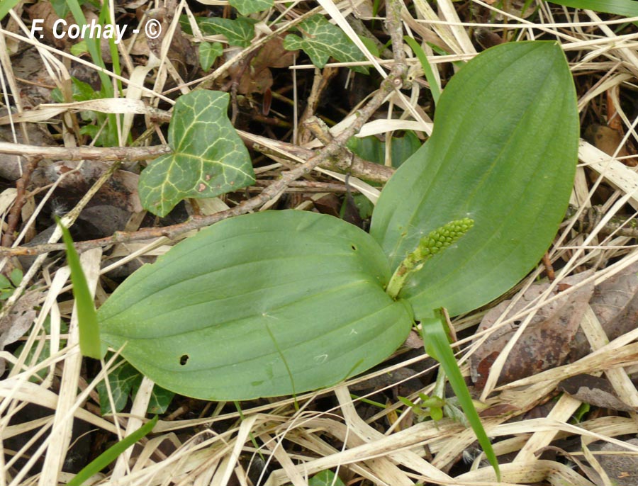 Neottia ovata (listère à feuilles ovales)