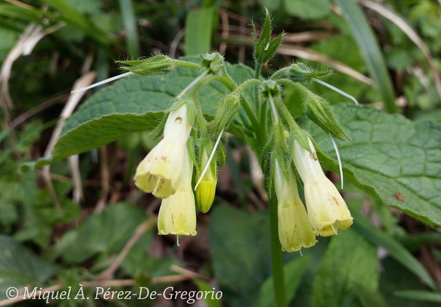 Nicotiana glauca