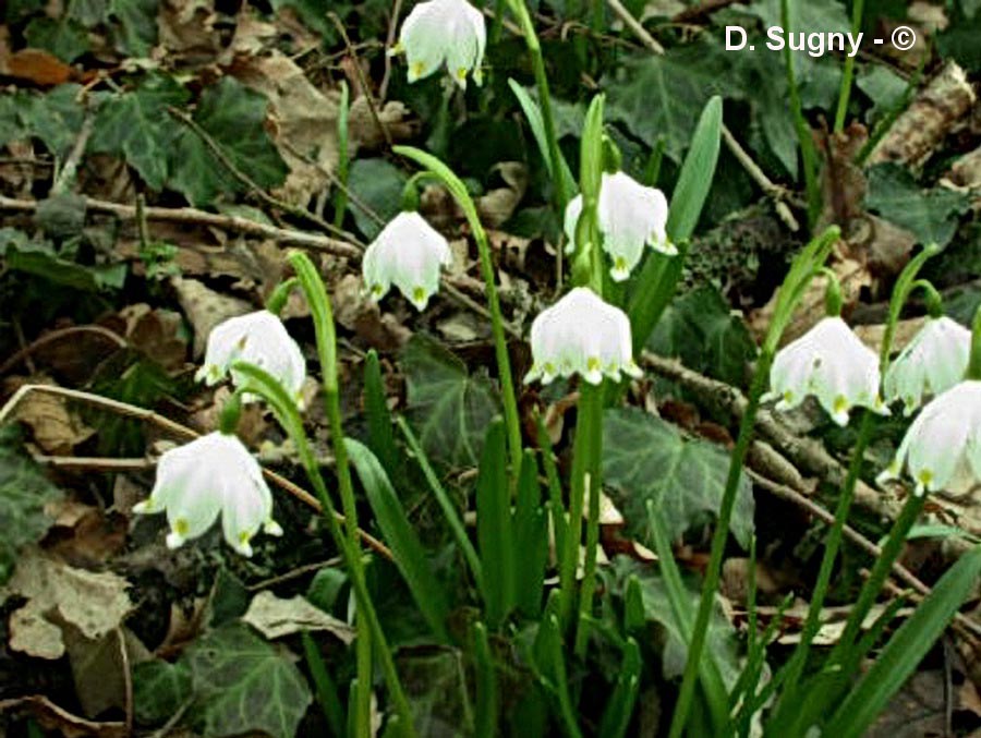 Leucojum vernum