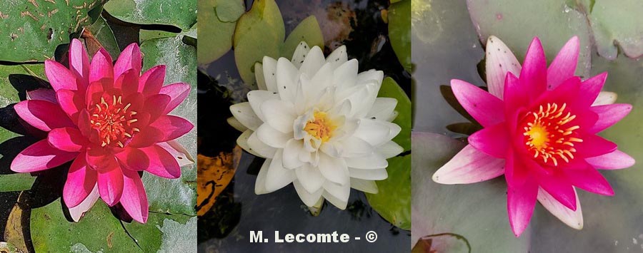 Nymphaea sp. (nénuphar)