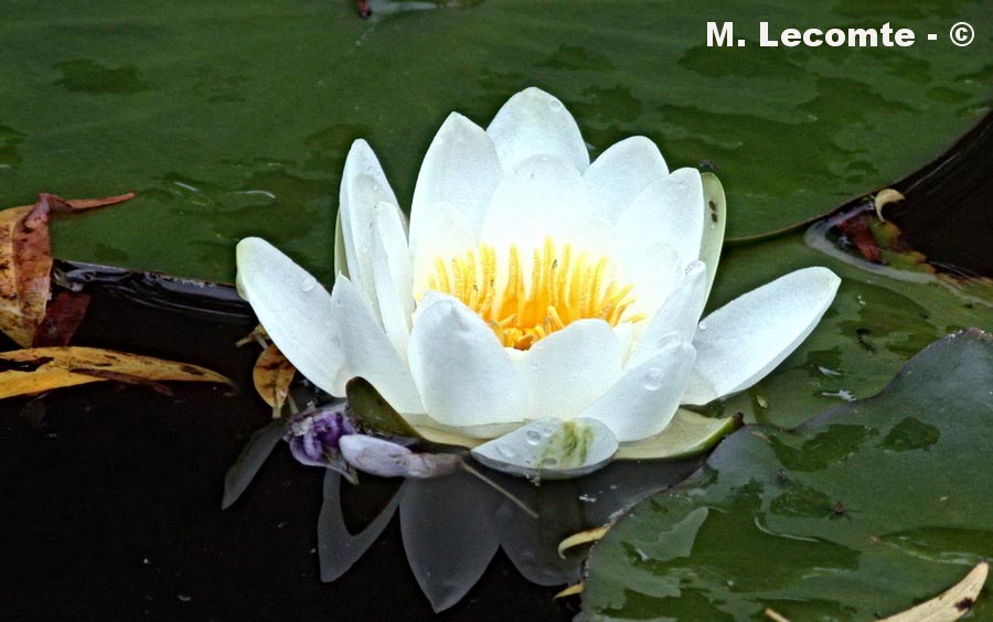 Nymphaea sp. (nénuphar)