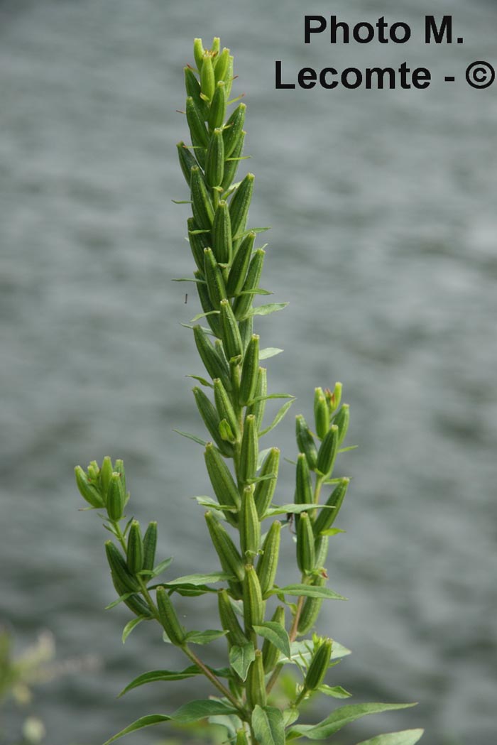 Oenothera parviflora