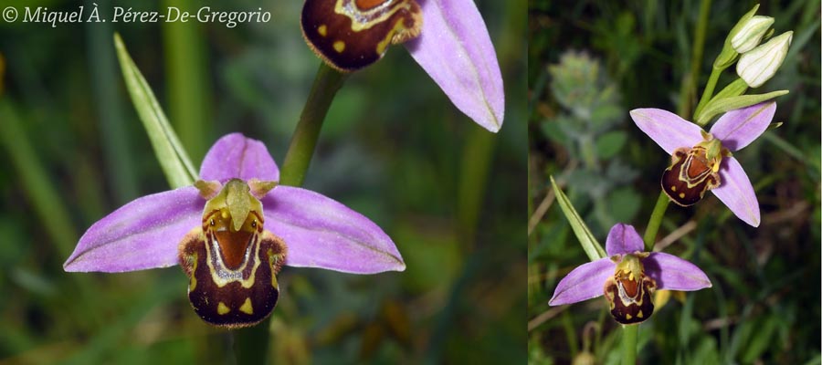 Ophrys apifera