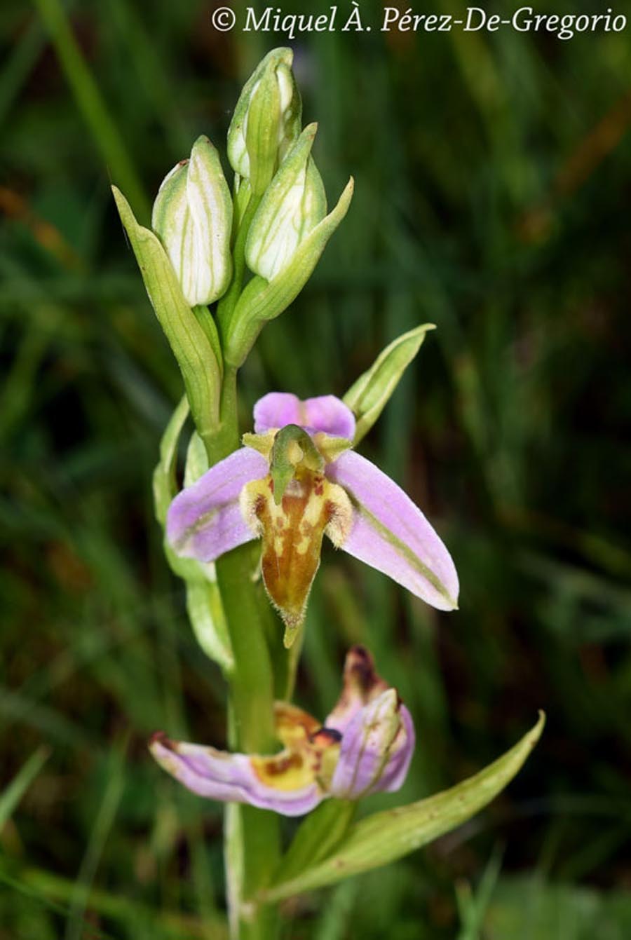 Ophrys apifera var. trolii (ophrys abeille)