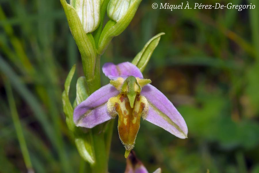 Ophrys apifera var. trolii (ophrys abeille)
